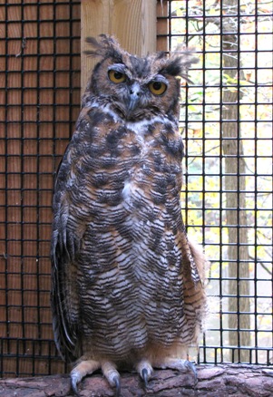 great-horned-owl.jpg