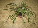 item 15501 image thumbnail