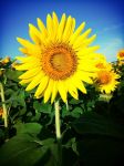 item 44843 image thumbnail