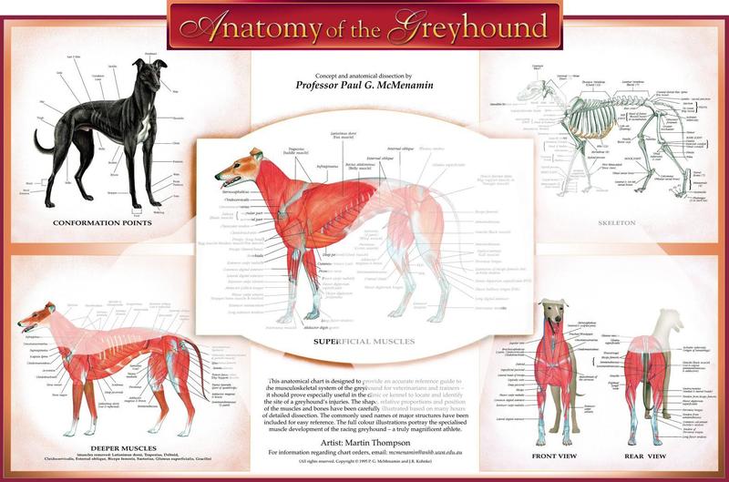 Greyhound Anatomy Chart