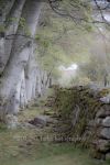 item 40279 image thumbnail
