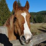 item 37575 image thumbnail