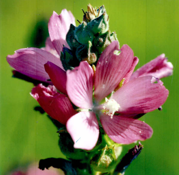 checkerbloom.jpg