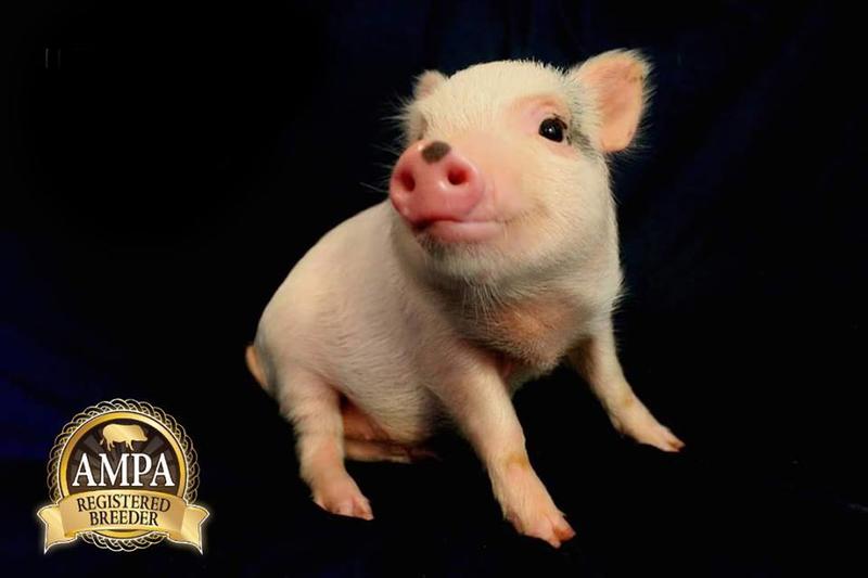 1/2 Off Purchase of Piglet from Southern Stumps Mini Pigs up for bids